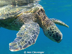 Napili Bay, Maui Hawaii. by Ann Clevenger 